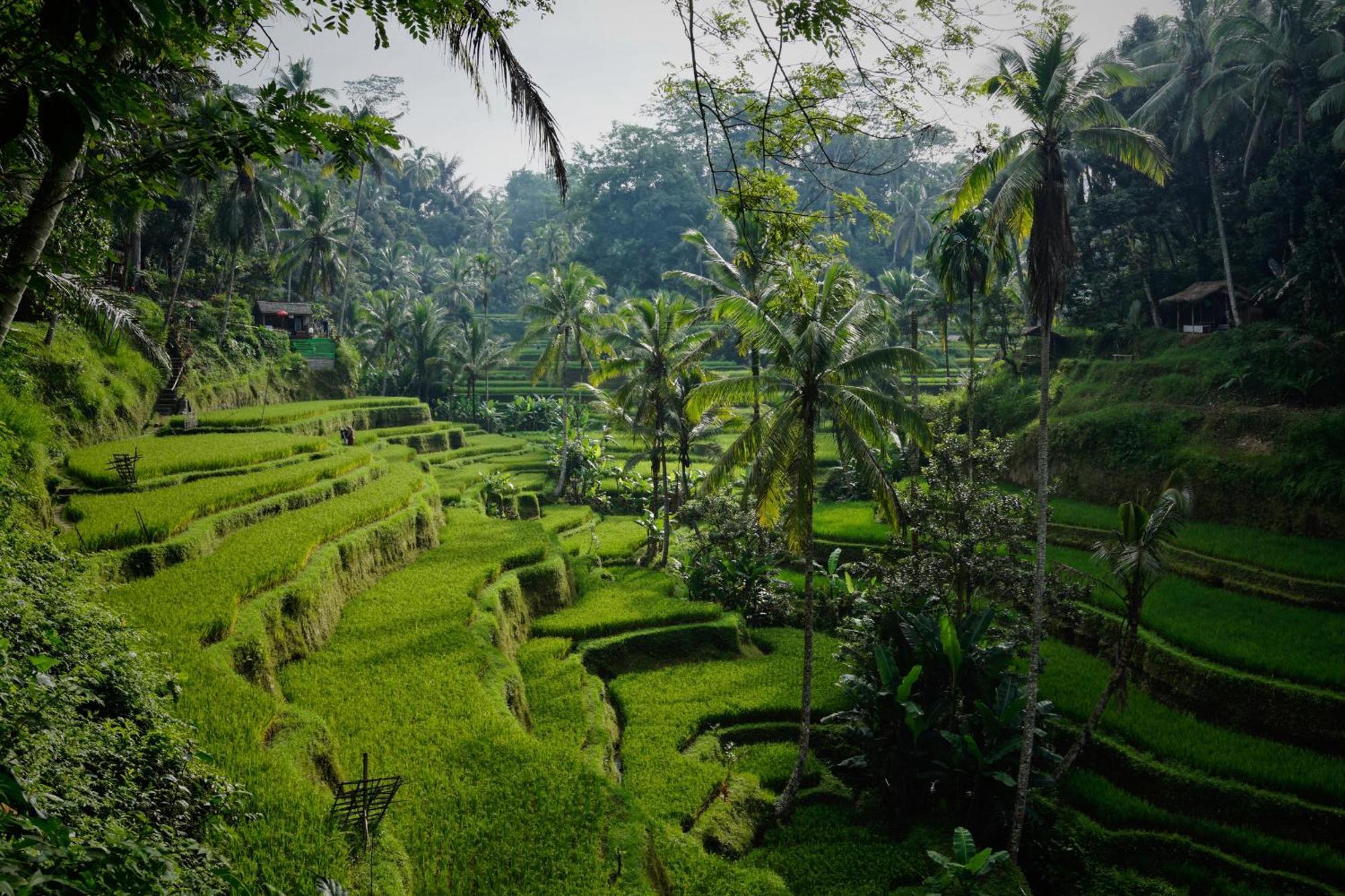 Villa Seremi Ubud Payangan Exterior foto